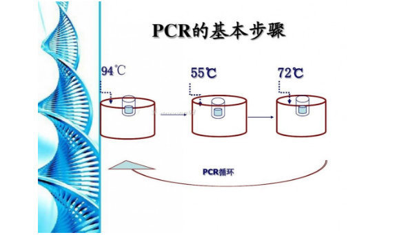 B輚(x)PCRzyԇЏS