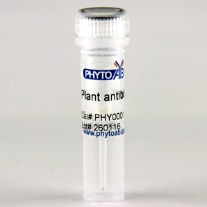 BEIIa Antibody