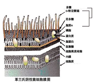 PURELAB flex^V(ni)RNaseDNaseͼ(x)