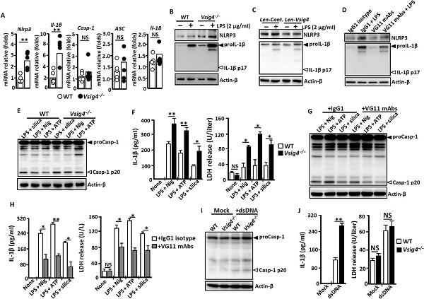 [īI(xin)x]VSIG4NLRP3P(gun)װYίc(din)