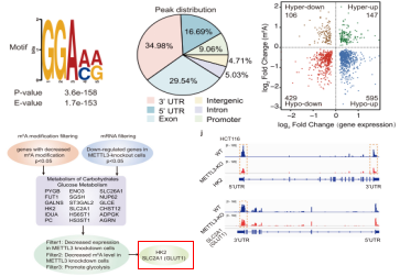 m6A-seqRNA-seq(lin)Ϸ