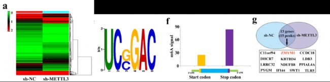 ׻Ͳ_(d)RNA(lin)Ϸ