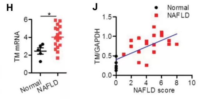 D1. (g)wcNAFLD߸KTMEM16A mRNAˮƽ(H)ԇTMEM16Aױ_(d)cNAFLDu֮gP(gun)ϵPearsonP(gun)Է(J)