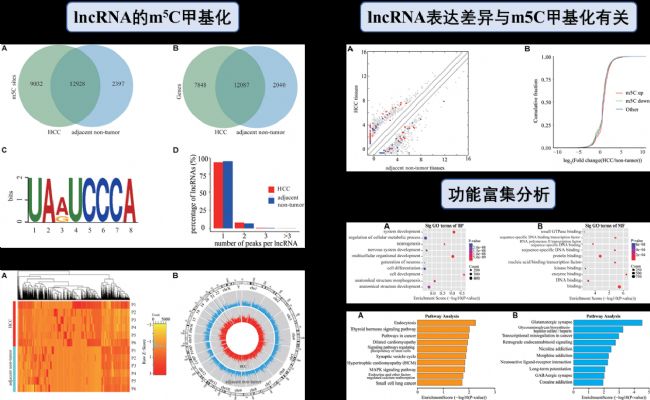 μ(x)ail(wi)ncRNAm5CD(zhun)䛱_(d)V