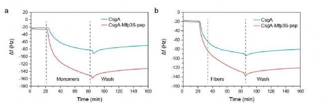 QCMD, monomer & fiber