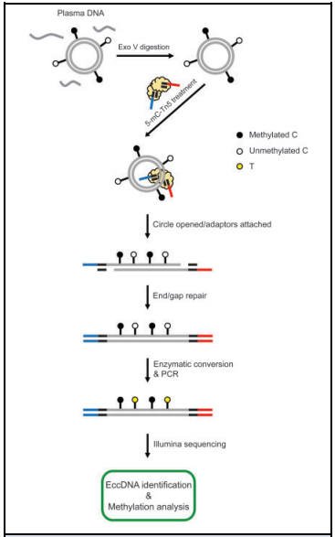 1. eccDNA׻b(sh)(yn)