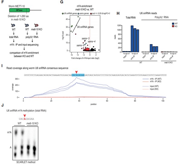 x METT-10  U6 snRNA  SAM ϳø mRNA  m6A 