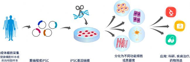 iPSCw⼲ģоƽ_(ti)