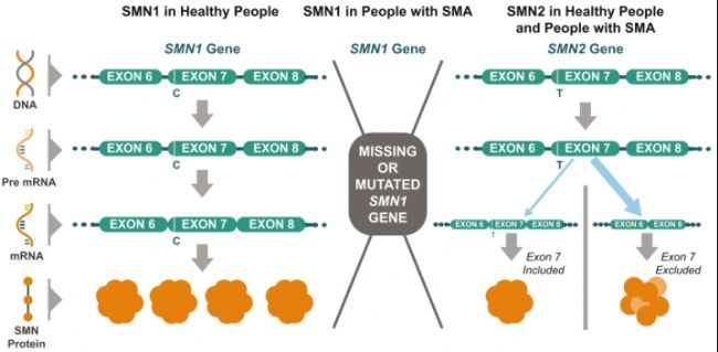 B6-hSMN2(SMA)С