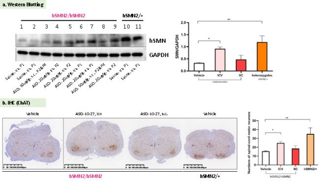 B6-hSMN2(SMA)С