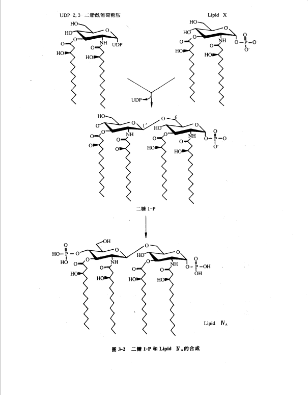 Lipid AϳɺzW