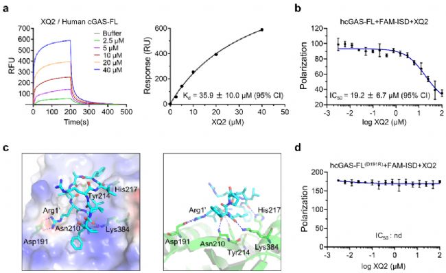 DNA໥üҺҺxcGASh(hun)Ƅ