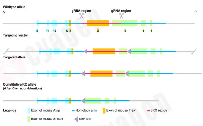 DNA໥üҺҺxcGASh(hun)Ƅ