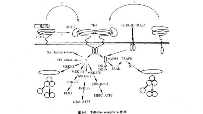 Toll like receptor 4 