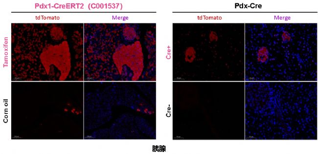 Pdx1-CreERT2С
