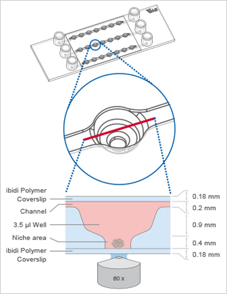 S_8035X_Spheroid_Perfusion_Principle_A.jpg